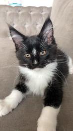 Maine coon kittens met stamboom, Dieren en Toebehoren, Katten en Kittens | Raskatten | Langhaar, Meerdere dieren, Gechipt, 0 tot 2 jaar