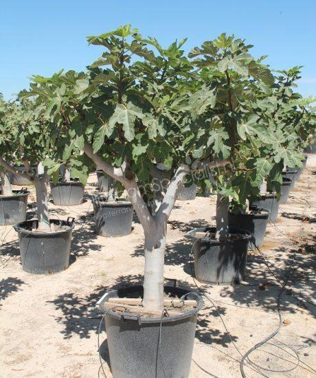 Vijg, fruitboom, meditiraans, Tuin en Terras, Planten | Bomen, Ophalen of Verzenden