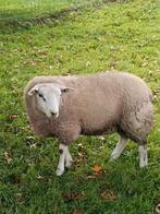 Dekram, Dieren en Toebehoren, Schapen, Geiten en Varkens, Mannelijk, Schaap