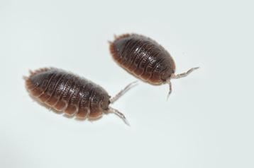 Porcellio dilatatus "Giant Canyon" beschikbaar voor biedingen