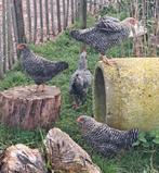 Kuikens, hennetjes en/of haantjes zie omschrijving, Dieren en Toebehoren, Meerdere dieren, Kip