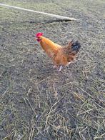 Bielefielder haan, Dieren en Toebehoren, Mannelijk, Kip