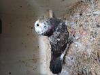 Jonge kropper, Dieren en Toebehoren, Vogels | Duiven, Vrouwelijk