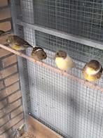 Kanarie glosters mannen en poppen 2025, Dieren en Toebehoren, Vogels | Kanaries, Meerdere dieren, Kleurkanarie