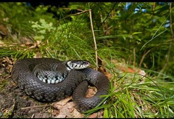 Gezocht: Natrix helvetica beschikbaar voor biedingen