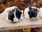 Duo jonge cavia’s sheltie driekleur, Dieren en Toebehoren, Cavia, November, Meerdere dieren, Tam