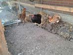 Aracana broedeieren groenleggers, Dieren en Toebehoren, Pluimvee, Geslacht onbekend, Kip