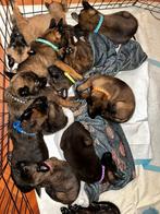 hollandse x mechelse herder pups beschikbaar, CDV (hondenziekte), 8 tot 15 weken, Meerdere, Meerdere dieren