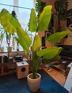 Kunst Strelitzia Nicolai in pot, Tuin en Terras, Bloeit niet, Overige soorten, 100 tot 250 cm, Ophalen