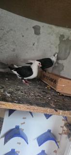 Duiven, Dieren en Toebehoren, Vogels | Duiven, Meerdere dieren, Overige soorten