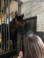 GEZOCHT stalling voor 2-jarige ruin, Weidegang, 1 paard of pony
