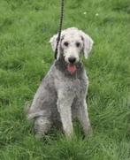 VROLIJK REUTJE CASPER X LABRADOODLE VERBLIJFT IN NEDERLAND, Dieren en Toebehoren, Honden | Niet-rashonden, Rabiës (hondsdolheid)