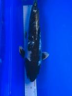 Kikokuryu 45cm, Karper of Koi