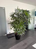 Grote Rhapis excelsa, Huis en Inrichting, Kamerplanten, Ophalen, 200 cm of meer, Palm, In pot