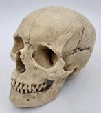 Replica schedel mens bodemvondst PREPARATENSHOP, Verzamelen, Vogel, Ophalen of Verzenden, Zo goed als nieuw, Schedel