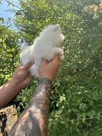 Pomeriaan pups, 1x reutje en 1x teefje, 8 weken, Overige rassen, Meerdere, Meerdere dieren, Nederland