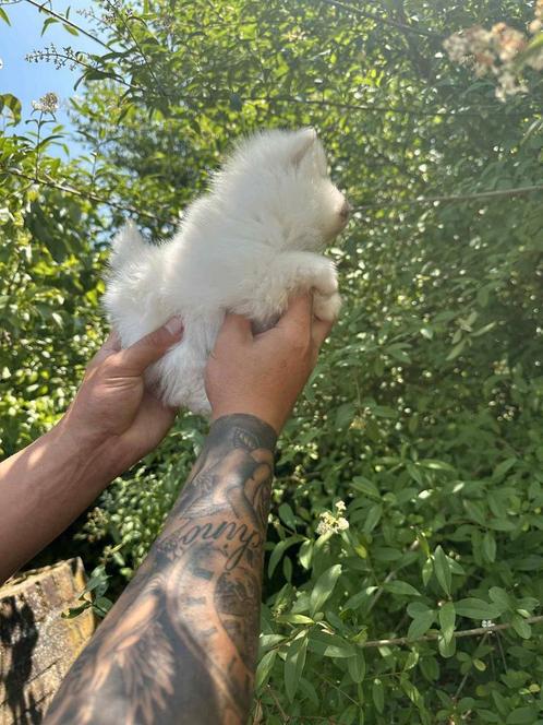 Pomeriaan pups, 1x reutje en 1x teefje, 8 weken, Dieren en Toebehoren, Honden | Chihuahua's en Gezelschapshonden, Meerdere dieren