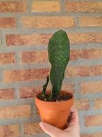 Sanseveria whale fin, Huis en Inrichting, Ophalen of Verzenden, Halfschaduw, Minder dan 100 cm