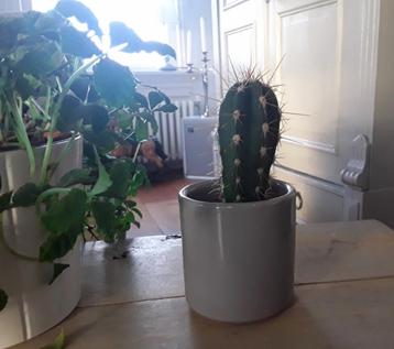 Grijs potje - ook binnenzijde geglazuurd - cactuspotje  beschikbaar voor biedingen