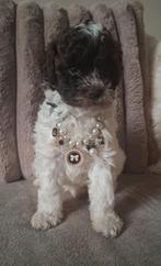 LAATSTE!! Choco bont mini labradoodle F1b pups GETEST ️❣️❣️, Dieren en Toebehoren, Honden | Chihuahua's en Gezelschapshonden, Overige rassen