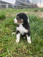 Raszuivere Australian shepherd pups, Dieren en Toebehoren, Honden | Herdershonden en Veedrijvers, 8 tot 15 weken, CDV (hondenziekte)