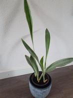 Sansevieria Metallica, Huis en Inrichting, Ophalen of Verzenden, Overige soorten, Minder dan 100 cm