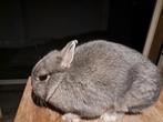Te koop dwerg konijn, Dieren en Toebehoren, Konijnen, Mannelijk, Dwerg