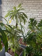 Plantenbak voor binnen en buiten Lechuza Cubico, Ophalen, Tuin, Kunststof, Gebruikt