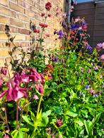 Akelei, div. roze/paars/blauw, 40-120 cm, per pot €2,50., Ophalen, Zomer, Overige soorten, Volle zon