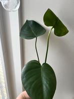 Rooted Monstera Cutting/Wortelende Monstera Stek, Ophalen, Overige soorten, Minder dan 100 cm