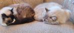 2 Siberische neva mannetjes katten gecastreerd incl stamboom, Dieren en Toebehoren, Kater, Gechipt, 0 tot 2 jaar