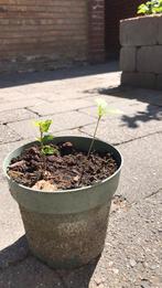Hibiscus, Tuin en Terras, Ophalen of Verzenden, Overige soorten, Volle zon