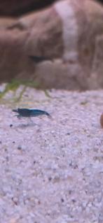 Bleu Dream (neocaridina garnalen), Dieren en Toebehoren, Vissen | Aquariumvissen, Kreeft, Krab of Garnaal