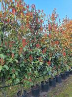 Photinia red robin,  grote maten uitverkoop, Halfschaduw, Overige soorten, Zomer, Ophalen