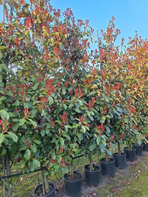 Photinia red robin,  grote maten uitverkoop, Tuin en Terras, Planten | Bomen, Overige soorten, Halfschaduw, Zomer, In pot, Ophalen