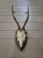 Prachtig Ree Gewei Op Eiken Schild Jacht Mancave Kerst d86, Verzamelen, Dierenverzamelingen, Ophalen of Verzenden, Zo goed als nieuw