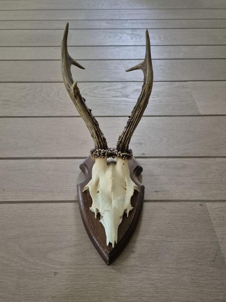 Prachtig Ree Gewei Op Eiken Schild Jacht Mancave Kerst d86, Verzamelen, Dierenverzamelingen, Zo goed als nieuw, Gewei of Kop, Hert
