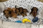 Langharige bruine dwergteckel pupjes, België, Particulier, CDV (hondenziekte), 8 tot 15 weken