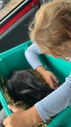 Vlaamse reus vrouw en leeuwenkop man grijs, Dieren en Toebehoren, Meerdere dieren, Groot, 0 tot 2 jaar