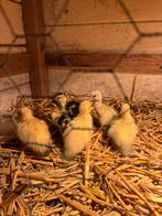 Nog enkele beschibaar kaapse eendjes ., Dieren en Toebehoren, Meerdere dieren, Eend