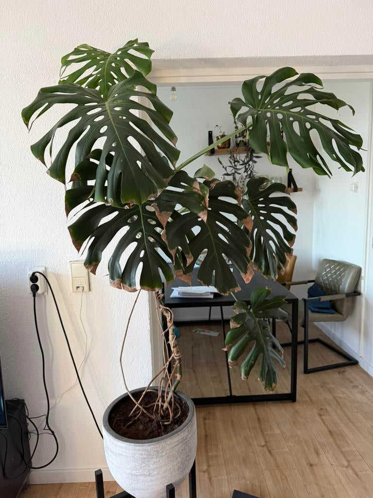 Monstera, Huis en Inrichting, Kamerplanten, Ophalen, 100 tot 150 cm, Halfschaduw, In pot