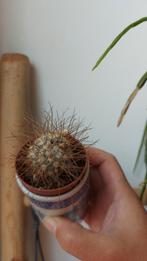 Mammilaria cactus, Cactus, Ophalen of Verzenden