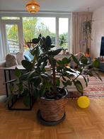 Ficus Elastica Robusta - Rubberplant, Huis en Inrichting, Kamerplanten, Ophalen, Ficus, 100 tot 150 cm, Halfschaduw