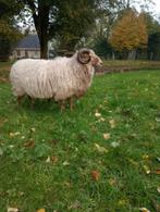 Ram, Drents heideschaap, Dieren en Toebehoren, Mannelijk, Schaap, 0 tot 2 jaar