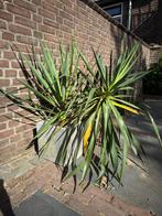 Yucca in pot, Volle zon, Vaste plant, Bloeit niet, Ophalen