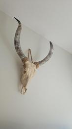 Te koop Longhorn schedel echt, Ophalen, Zo goed als nieuw