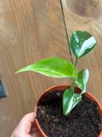 Monstera variegata plant albo white wit halfmoon marble, Huis en Inrichting, Kamerplanten, Ophalen of Verzenden, Overige soorten