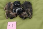 Teckel langhaar ouders hier aanwezig, Dieren en Toebehoren, België, Rabiës (hondsdolheid), 8 tot 15 weken, Dwerg