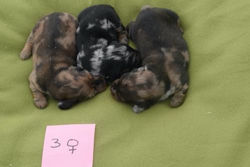 Teckel langhaar ouders hier aanwezig, Dieren en Toebehoren, Honden | Teckels en Dashonden, Meerdere dieren, Langhaar, Dwerg, Fokker | Professioneel