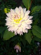 dahlia knollen ruilen, Ophalen, Voorjaar, Volle zon, Knol